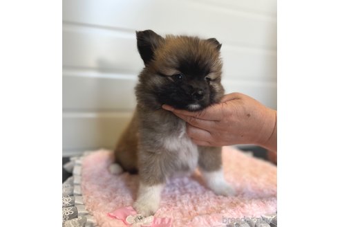 成約済の埼玉県のミックス犬-339520の2枚目