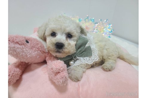 販売中の東京都のチワプー:チワワ×トイプードル-349263の17枚目