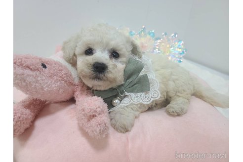販売中の東京都のチワプー:チワワ×トイプードル-349263の15枚目