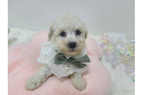 販売中の東京都のチワプー:チワワ×トイプードル-349263の13枚目