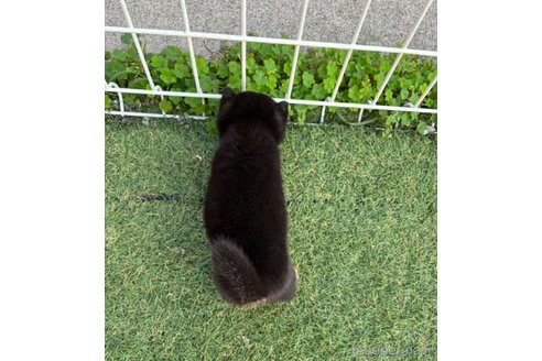 成約済の埼玉県の豆柴-349272の3枚目