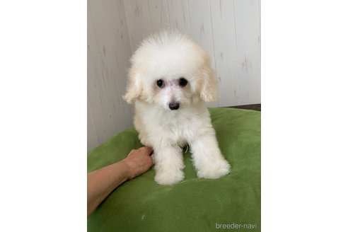 販売中の愛知県のティーカッププードル-331680の16枚目