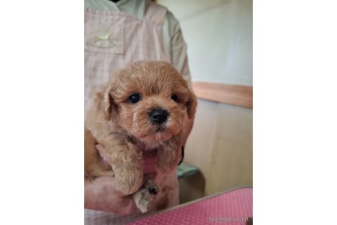 成約済の群馬県のビションプー:ビションフリーゼ×トイプードル-347951の3枚目