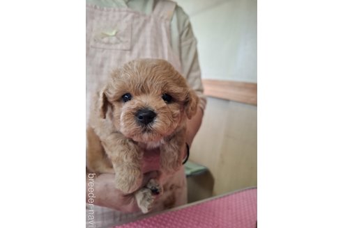 成約済の群馬県のビションプー:ビションフリーゼ×トイプードル-347951の2枚目