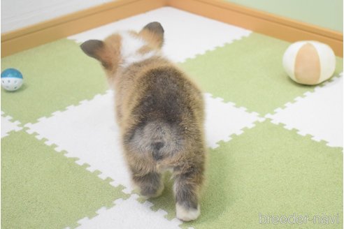 成約済の愛知県のウェルシュコーギーペンブローク-349320の8枚目