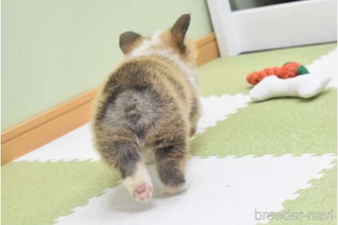 成約済の愛知県のウェルシュコーギーペンブローク-349320の3枚目