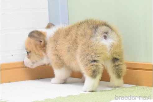成約済の愛知県のウェルシュコーギーペンブローク-349327の8枚目
