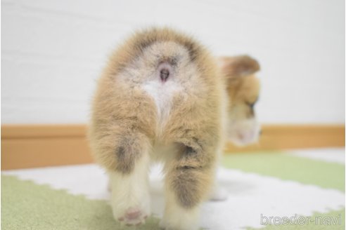 成約済の愛知県のウェルシュコーギーペンブローク-349331の17枚目