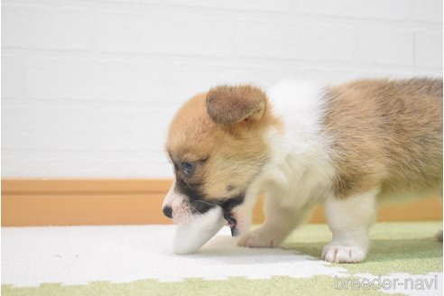 成約済の愛知県のウェルシュコーギーペンブローク-349331の11枚目