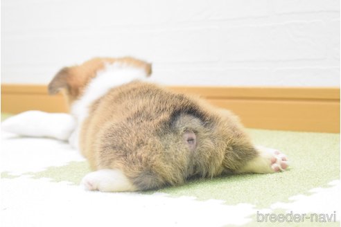 成約済の愛知県のウェルシュコーギーペンブローク-349331の10枚目