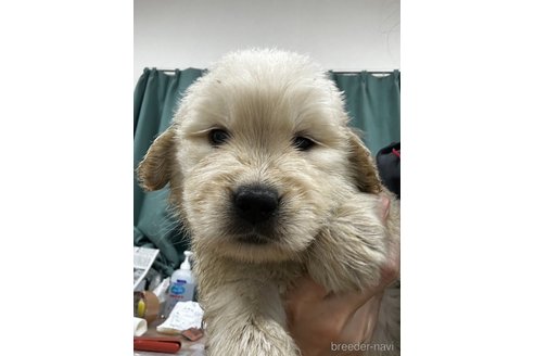 成約済の千葉県のゴールデンレトリーバー-349336の4枚目