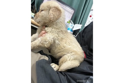 成約済の千葉県のゴールデンレトリーバー-349338の13枚目