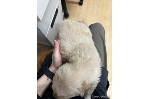 成約済の千葉県のゴールデンレトリーバー-349339の2枚目