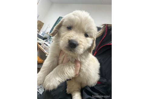 成約済の千葉県のゴールデンレトリーバー-349343の1枚目