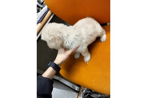 成約済の千葉県のゴールデンレトリーバー-349343の3枚目