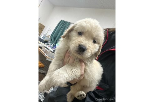 成約済の千葉県のゴールデンレトリーバー-349343の5枚目