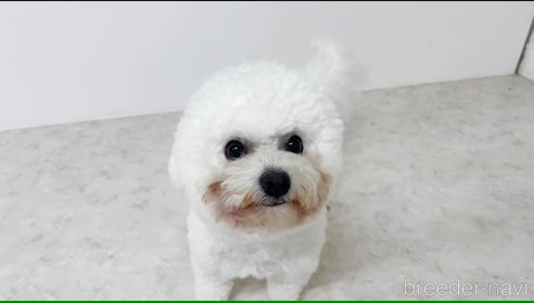 ののビションフリーゼ-