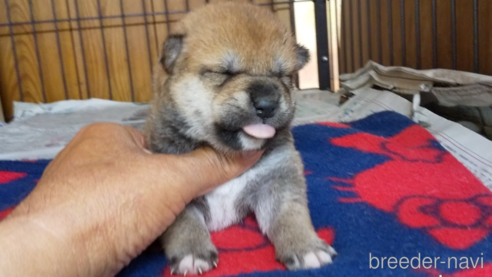 成約済の岡山県の柴犬-348393の1枚目
