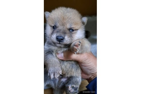 成約済の茨城県の豆柴-349350の1枚目