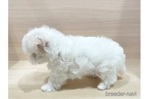 成約済の東京都のマルチーズ-349354の3枚目