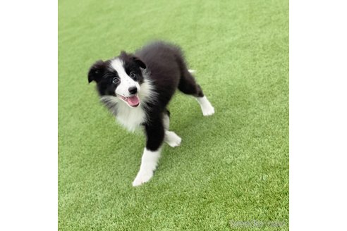 成約済の愛知県のボーダーコリー-340625の3枚目