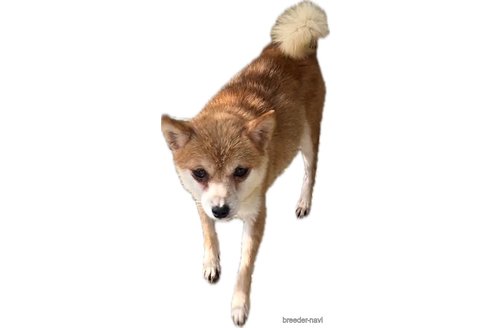 ちくわちゃん1枚目