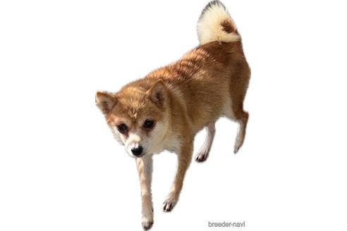ちくわちゃん1枚目