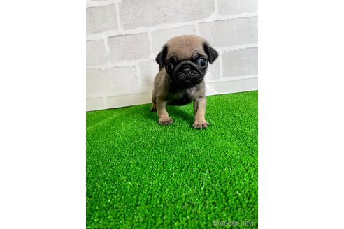 成約済の愛知県のパグ-349358の1枚目