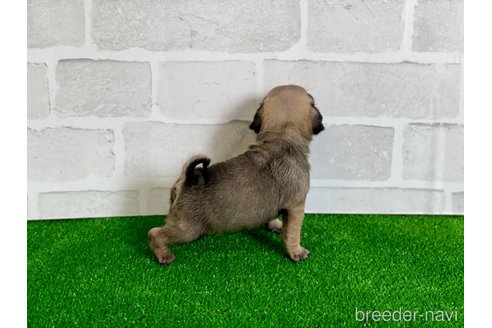 成約済の愛知県のパグ-349358の2枚目