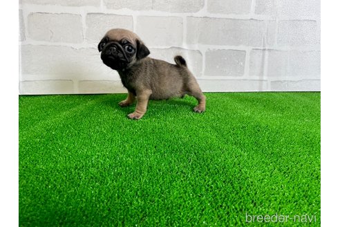 成約済の愛知県のパグ-349358の3枚目