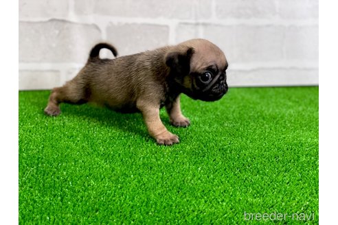 成約済の愛知県のパグ-349358の5枚目