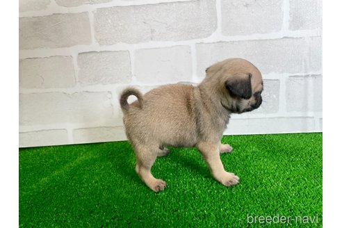 成約済の愛知県のパグ-349362の5枚目