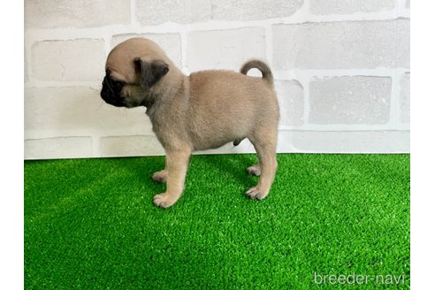 成約済の愛知県のパグ-349362の6枚目