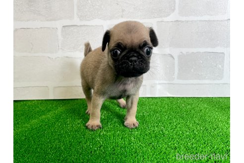 成約済の愛知県のパグ-349362の1枚目