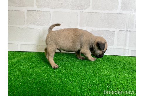 成約済の愛知県のパグ-349362の3枚目