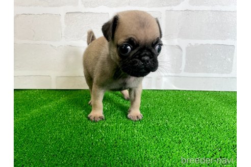 成約済の愛知県のパグ-349362の2枚目