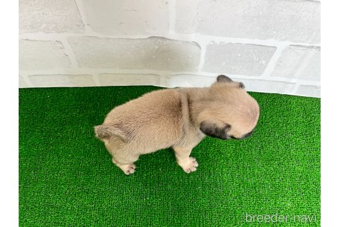 成約済の愛知県のパグ-349362の4枚目