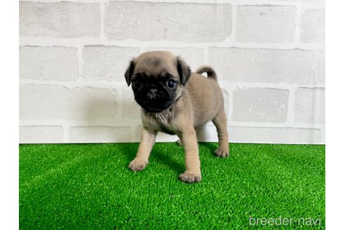 成約済の愛知県のパグ-349363の1枚目