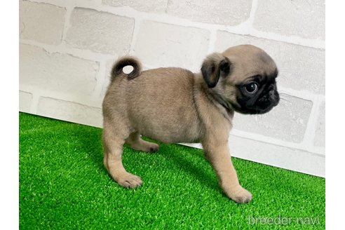 成約済の愛知県のパグ-349363の2枚目