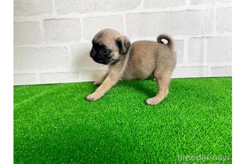 成約済の愛知県のパグ-349363の4枚目