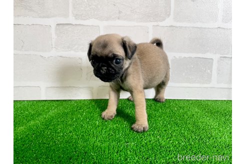 成約済の愛知県のパグ-349363の3枚目