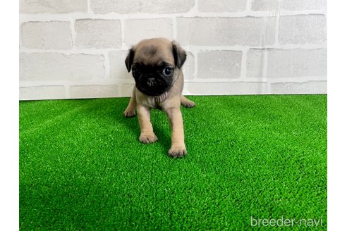 成約済の愛知県のパグ-349363の5枚目