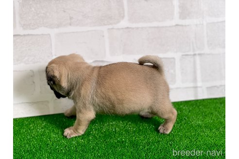 成約済の愛知県のパグ-349364の2枚目