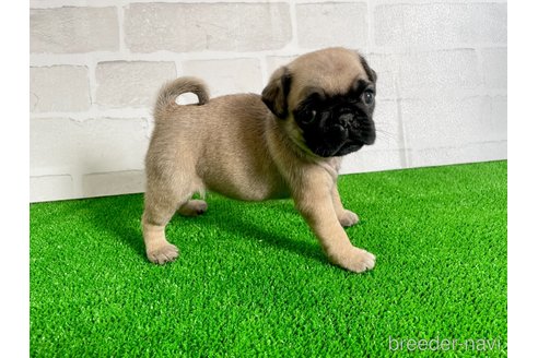 成約済の愛知県のパグ-349364の4枚目