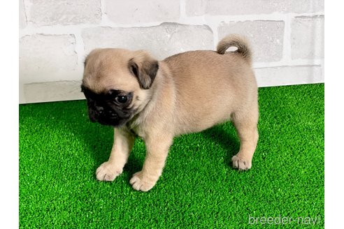 成約済の愛知県のパグ-349364の3枚目