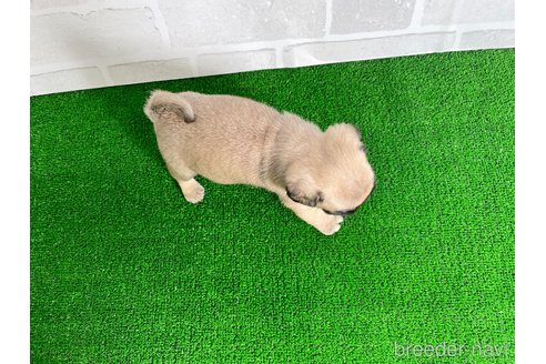 成約済の愛知県のパグ-349364の5枚目