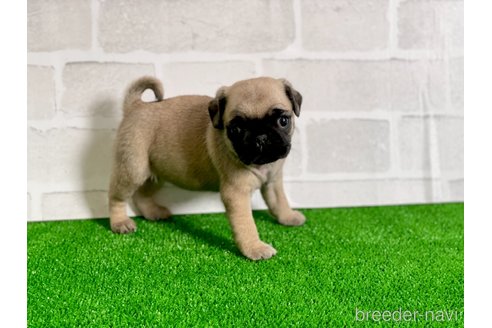 成約済の愛知県のパグ-349364