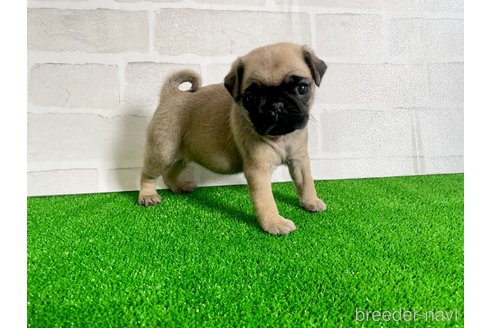 成約済の愛知県のパグ-349364の6枚目