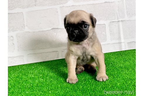 成約済の愛知県のパグ-349365の3枚目