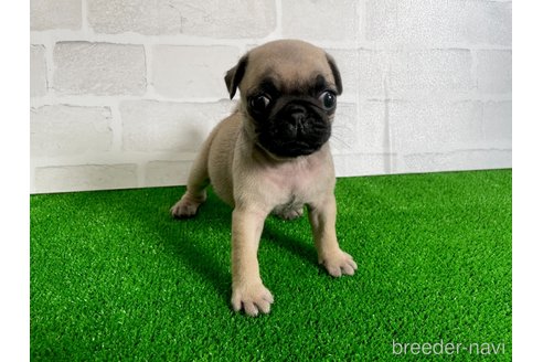 成約済の愛知県のパグ-349365の6枚目